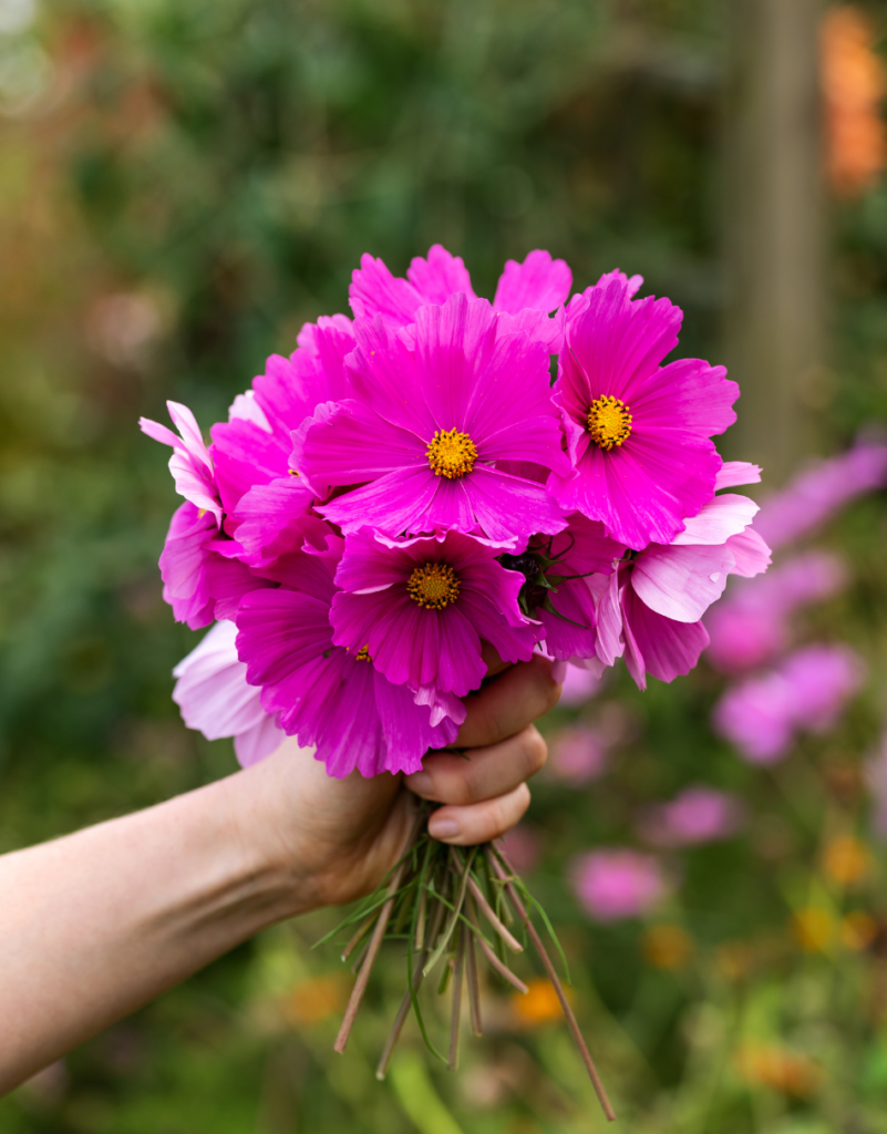 October Birth Flower - Cosmos