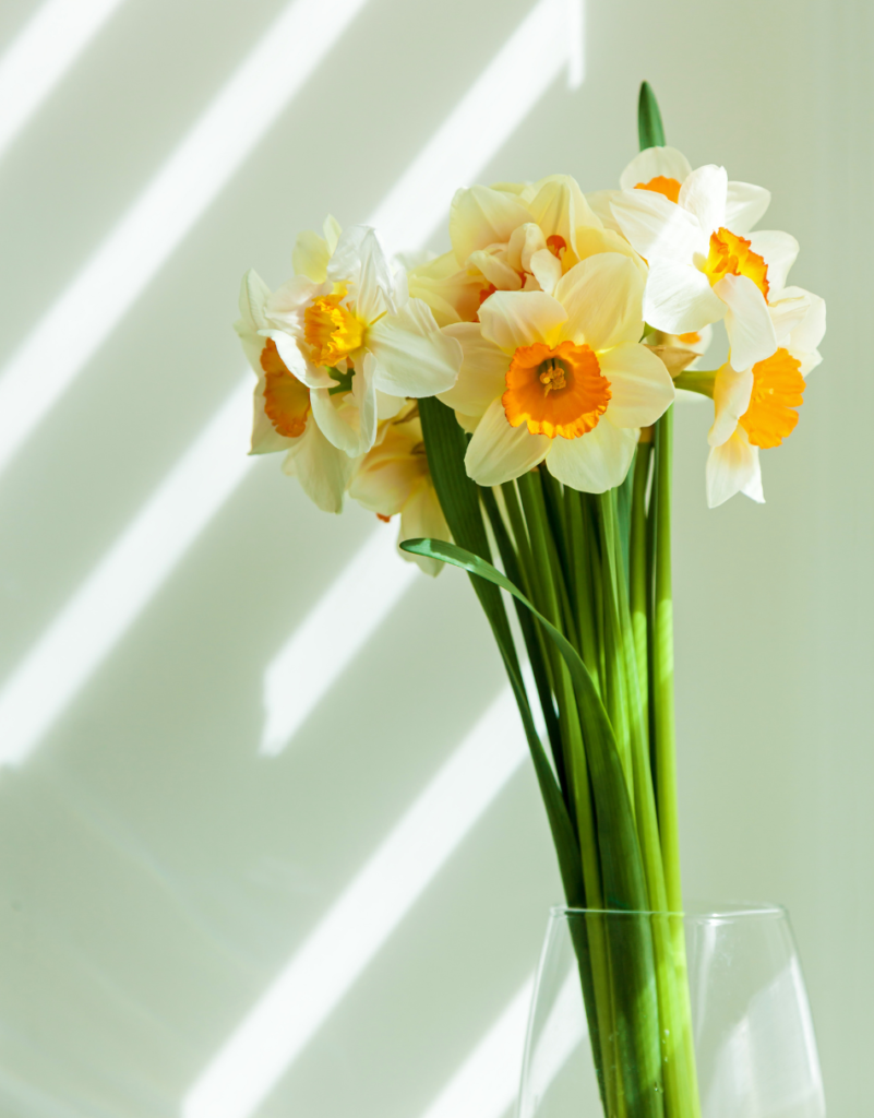 March Birth Flower - Daffodil